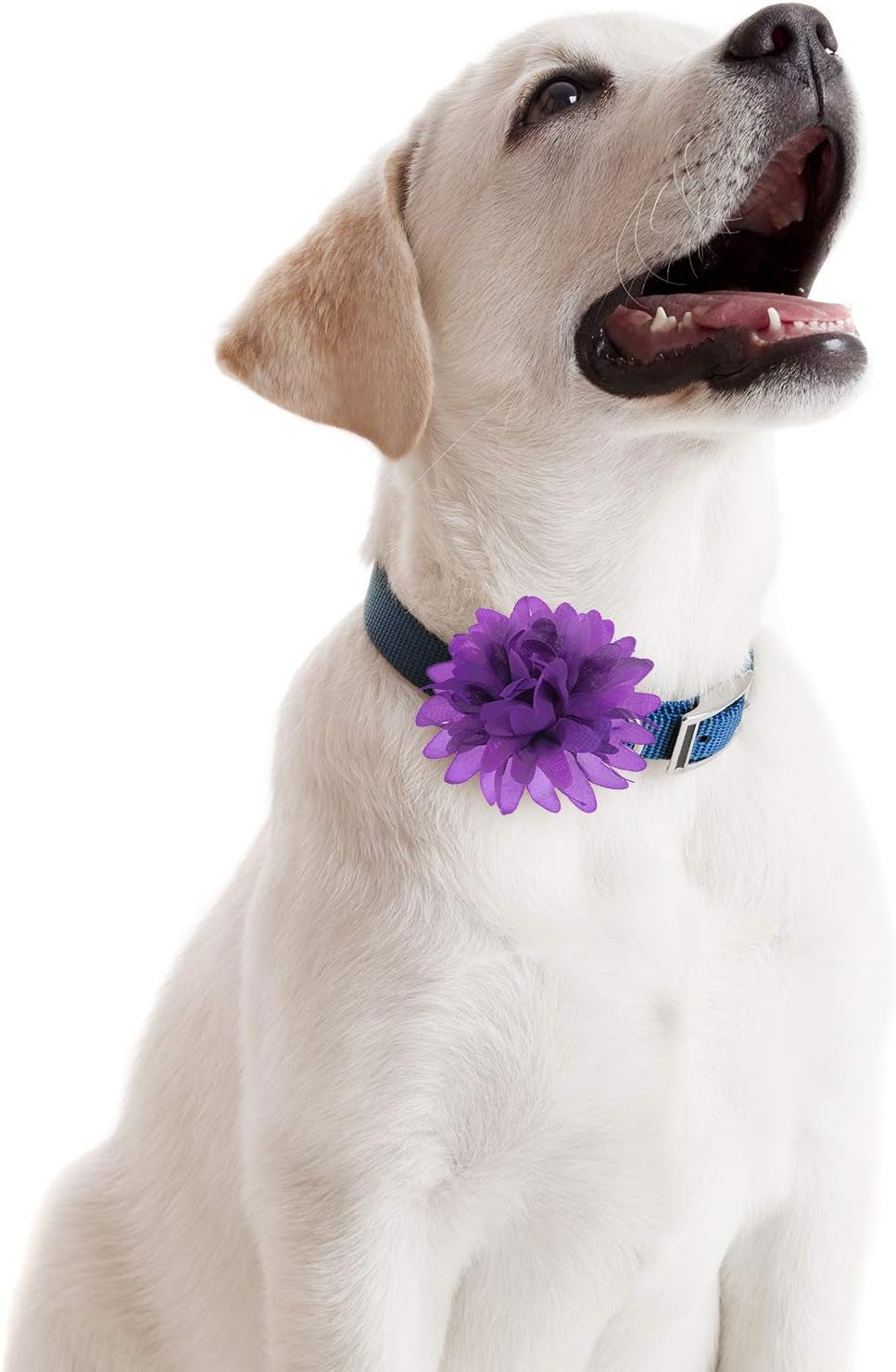 20 Pcs 4.7 Inch Dog Collar Flowers Bow Multicolored Pet Bow Collar Charms Accessories for Puppy Cat Dog Pet Grooming Accessories